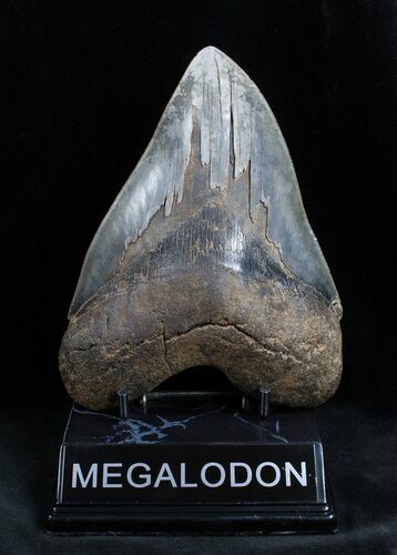 Very Serrated Inch Georgia Meg Tooth #1655
